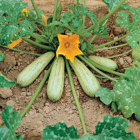 Courgette Profusion  - Grisette de Provence - Cucurbita pepo profusion (grisette de provence) - Potager