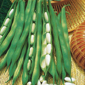 Haricot nain Lingot suisse blanc - Phaseolus vulgaris nain lingot suisse blanc - Potager