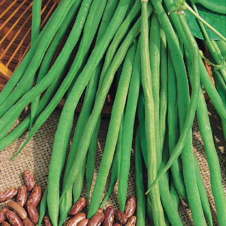 Haricot nain Fin de Bagnols - Phaseolus vulgaris fin de bagnols - Graines de fruits et légumes