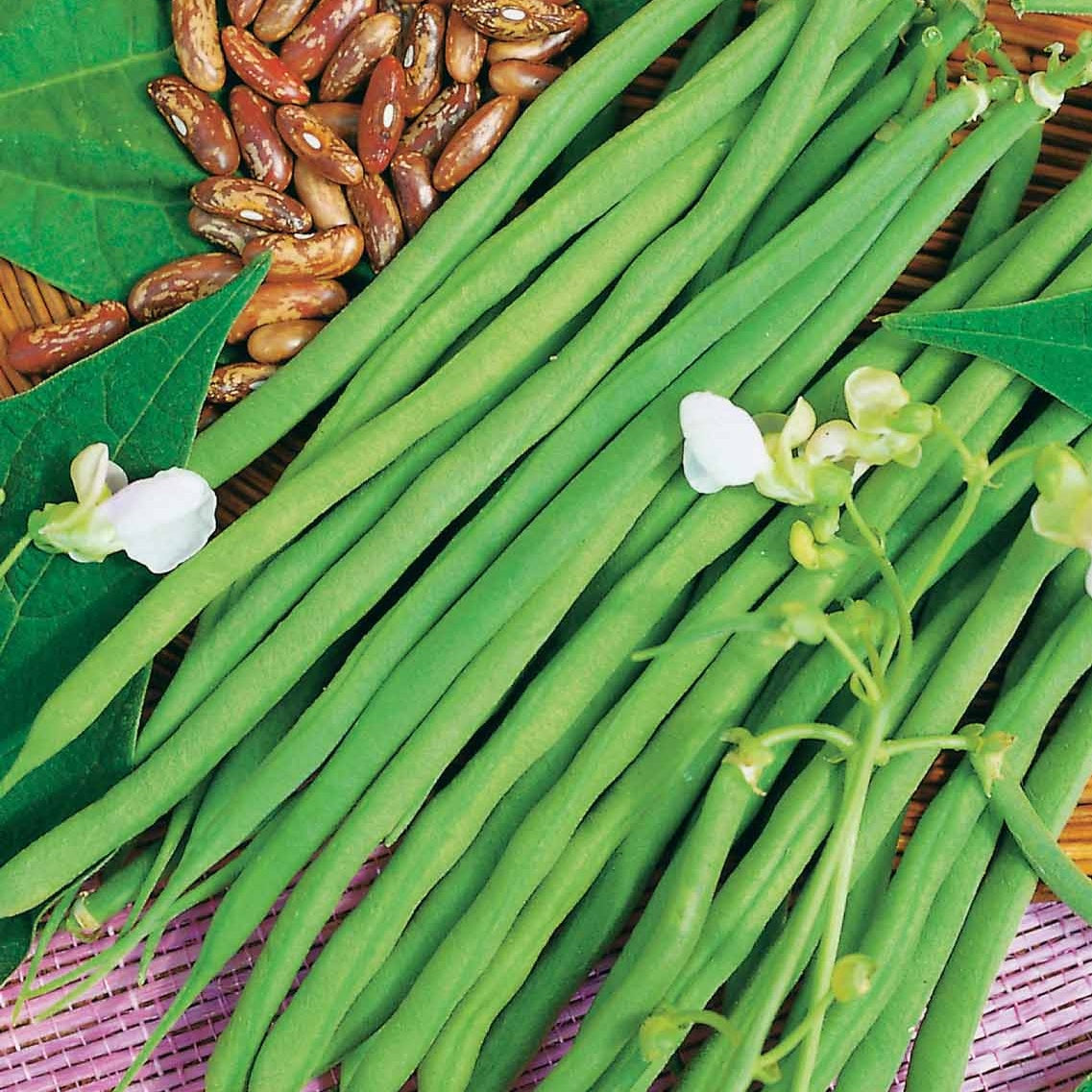 Haricot nain Fin de Bagnols - Phaseolus vulgaris fin de bagnols - Haricots