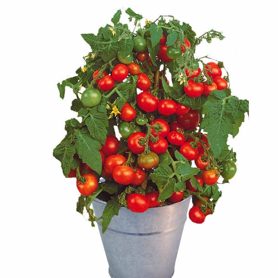 Kit Tomate cerise - Solanum lycopersicum - Kit de graines