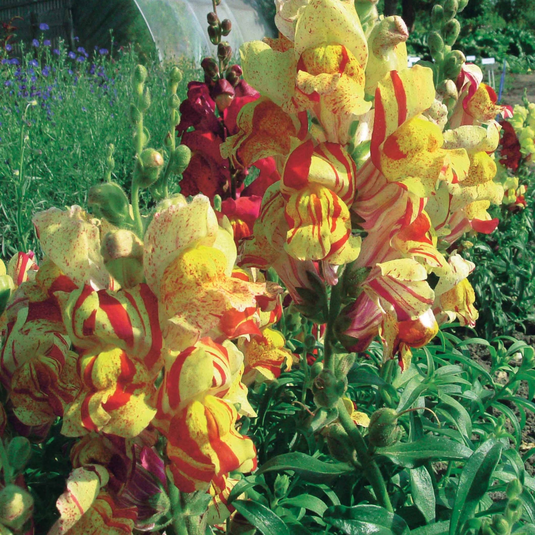 Gueule de loup Torbay Rock - Antirrhinum majus nanum torbay rock - Potager