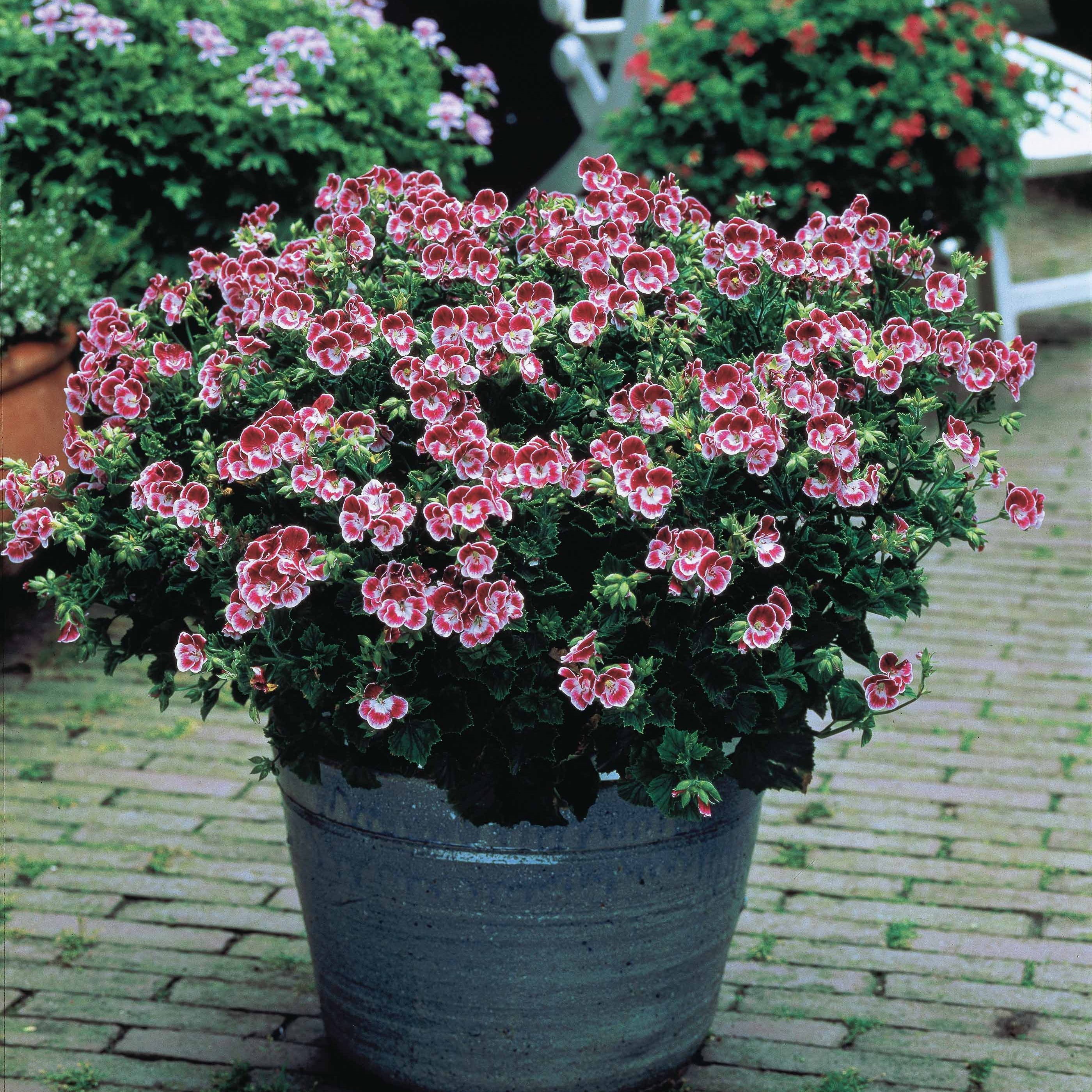 3 Géraniums Tip Top Duet - Pelargonium pansy - Plantes vivaces