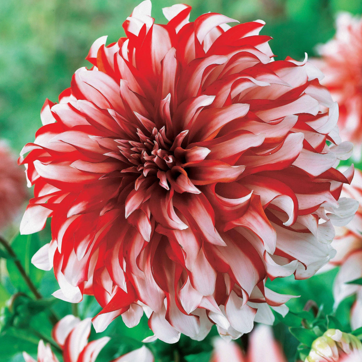 3 Dahlias décoratifs Santa Claus - Willemse