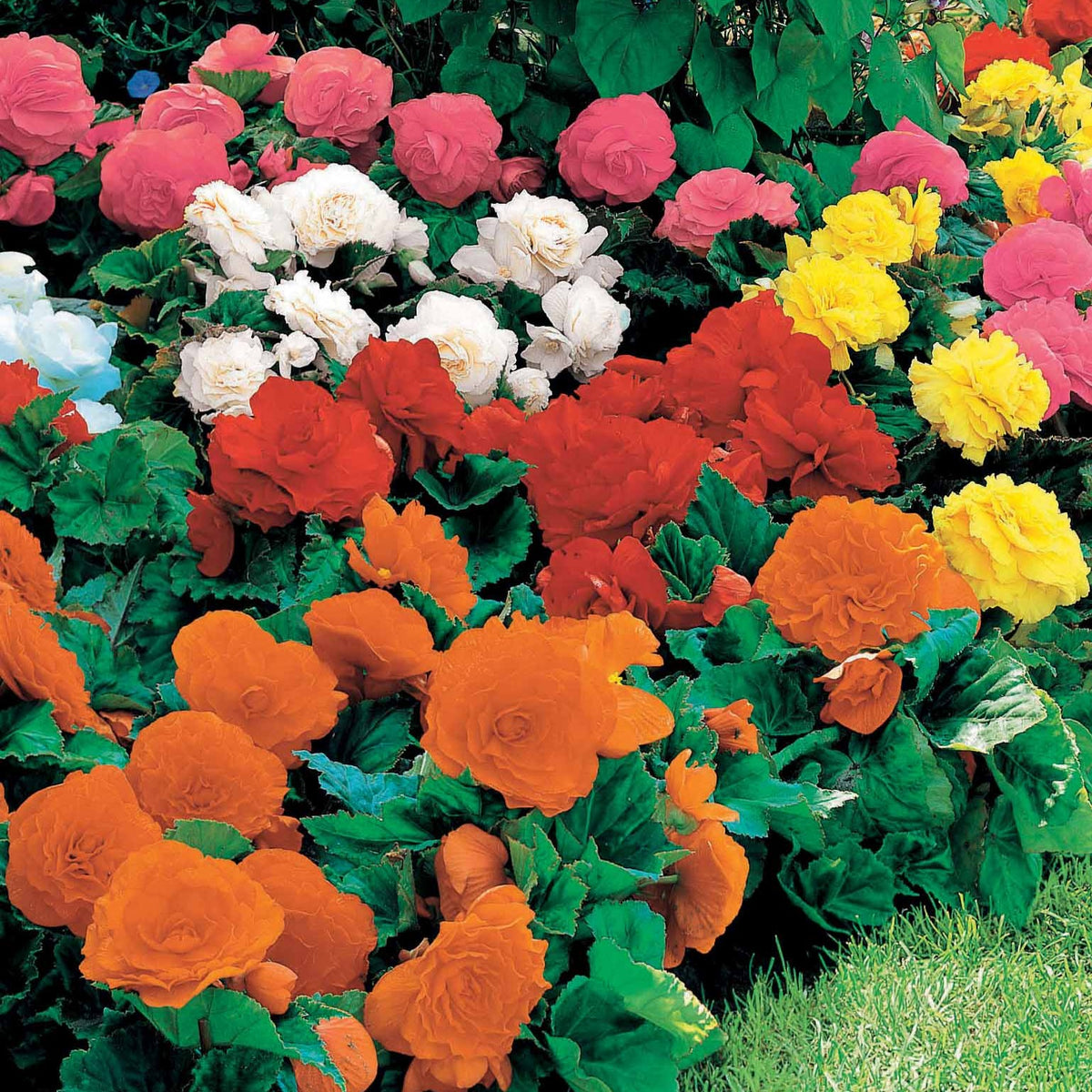 7 variétés de fleurs pour jardinières et pots, à semer