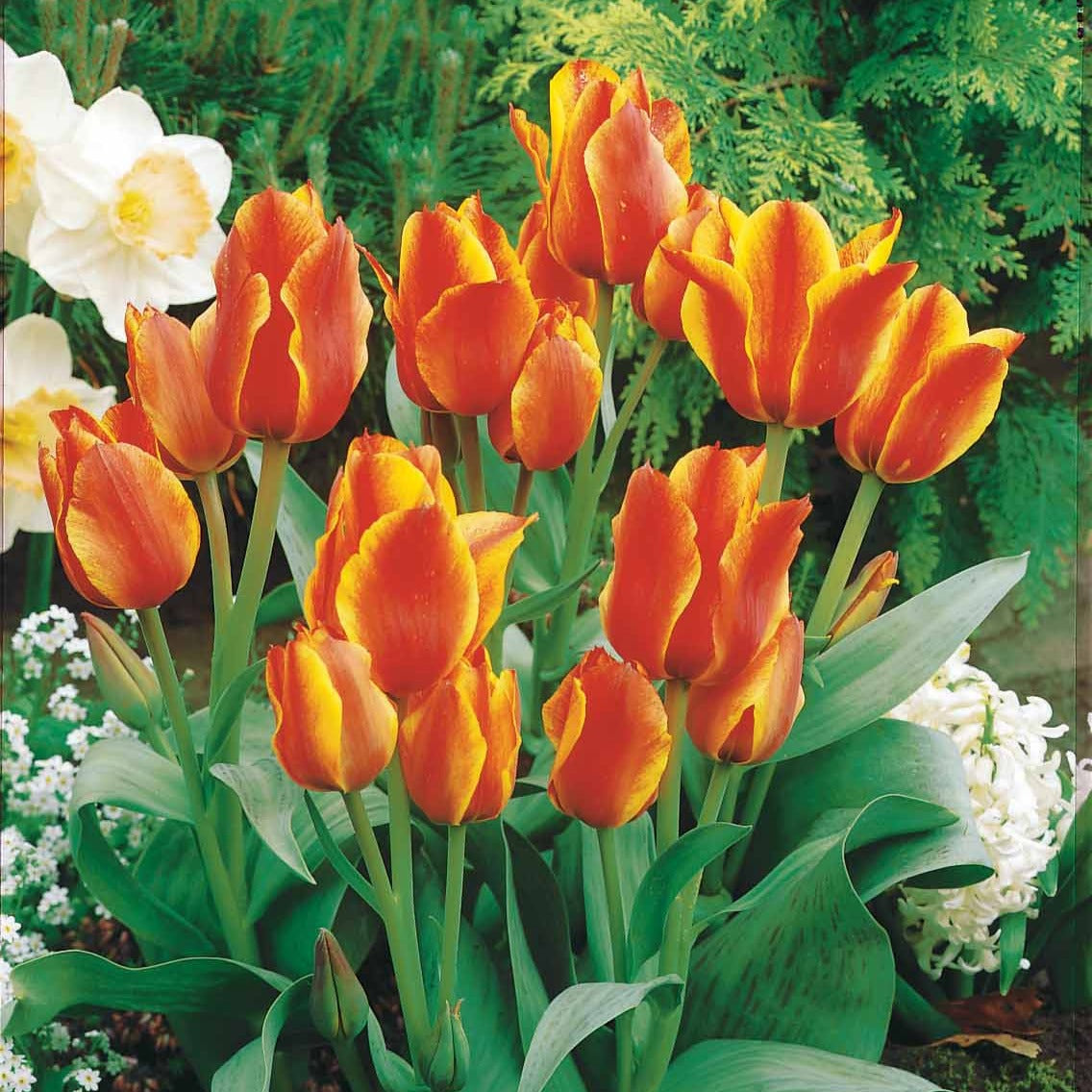 10 Tulipes botaniques Winnipeg - Tulipa botanique Winnipeg - Plantes