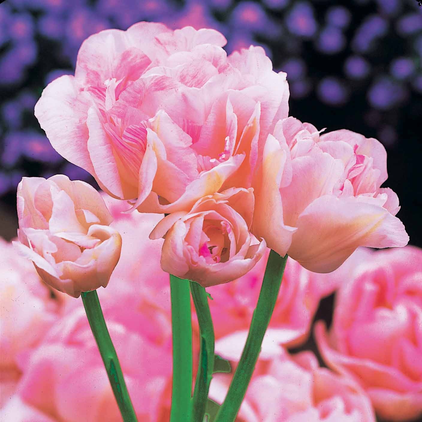 10 Tulipes à fleur de pivoine Angélique - Tulipa angélique