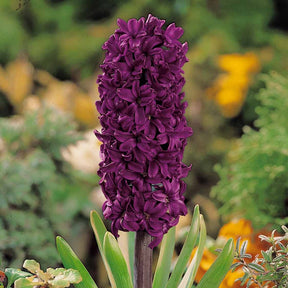 6 Jacinthes Woodstock pourpre - Hyacinthus orientalis woodstock - Plantes