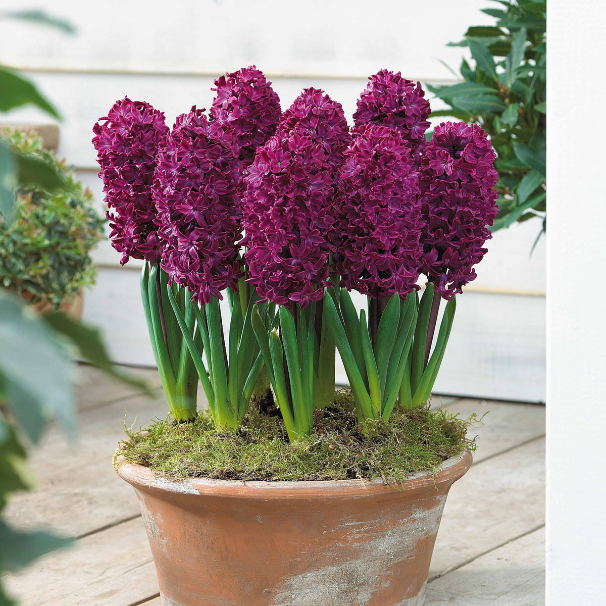 6 Jacinthes Woodstock pourpre - Hyacinthus orientalis woodstock - Bulbes à fleurs