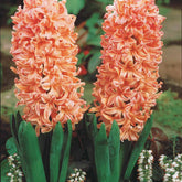 6 Jacinthes Gipsy Queen orange - Hyacinthus orientalis gipsy queen - Plantes