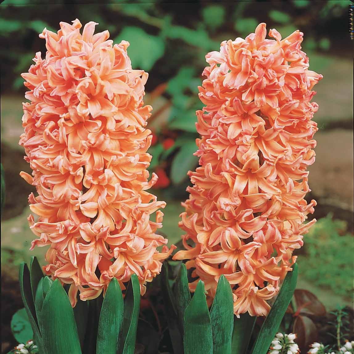 6 Jacinthes Gipsy Queen orange - Hyacinthus orientalis gipsy queen - Plantes