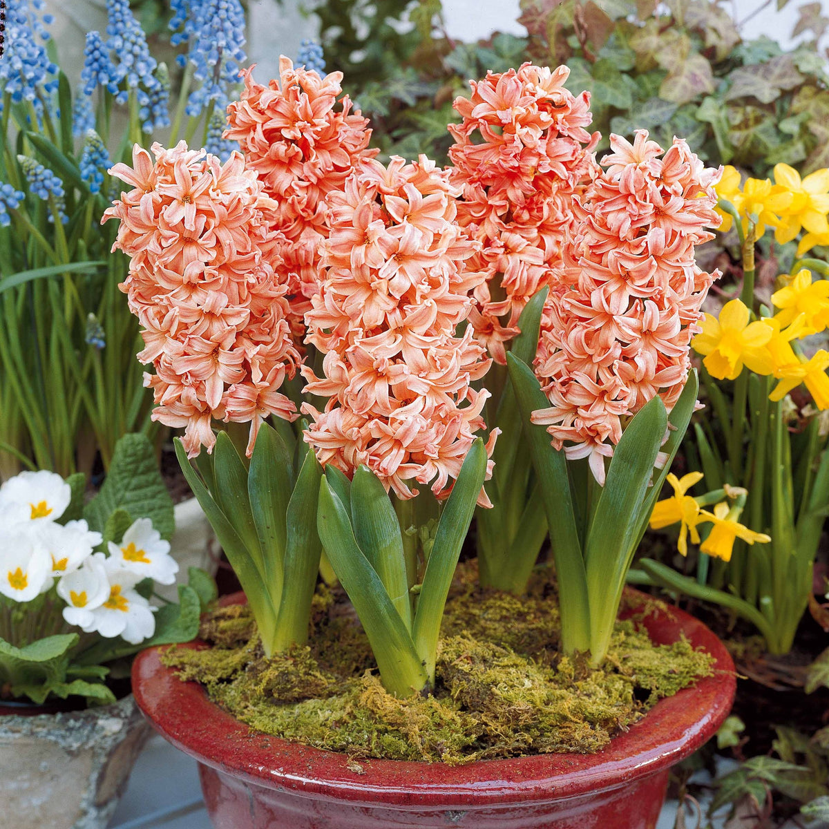 6 Jacinthes Gipsy Queen orange - Hyacinthus orientalis gipsy queen - Bulbes à fleurs