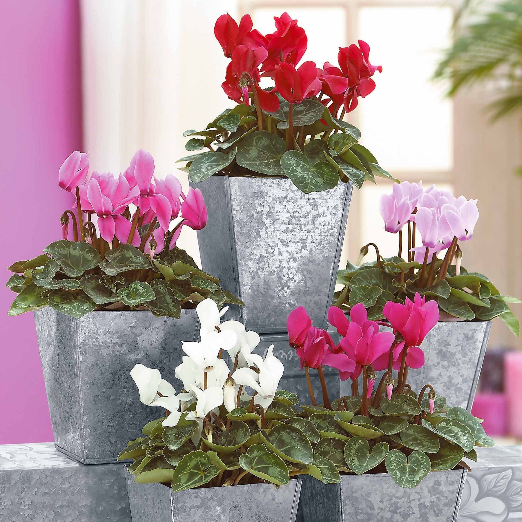 3 Mini-cyclamens Super série - Cyclamen super série - Plantes vivaces