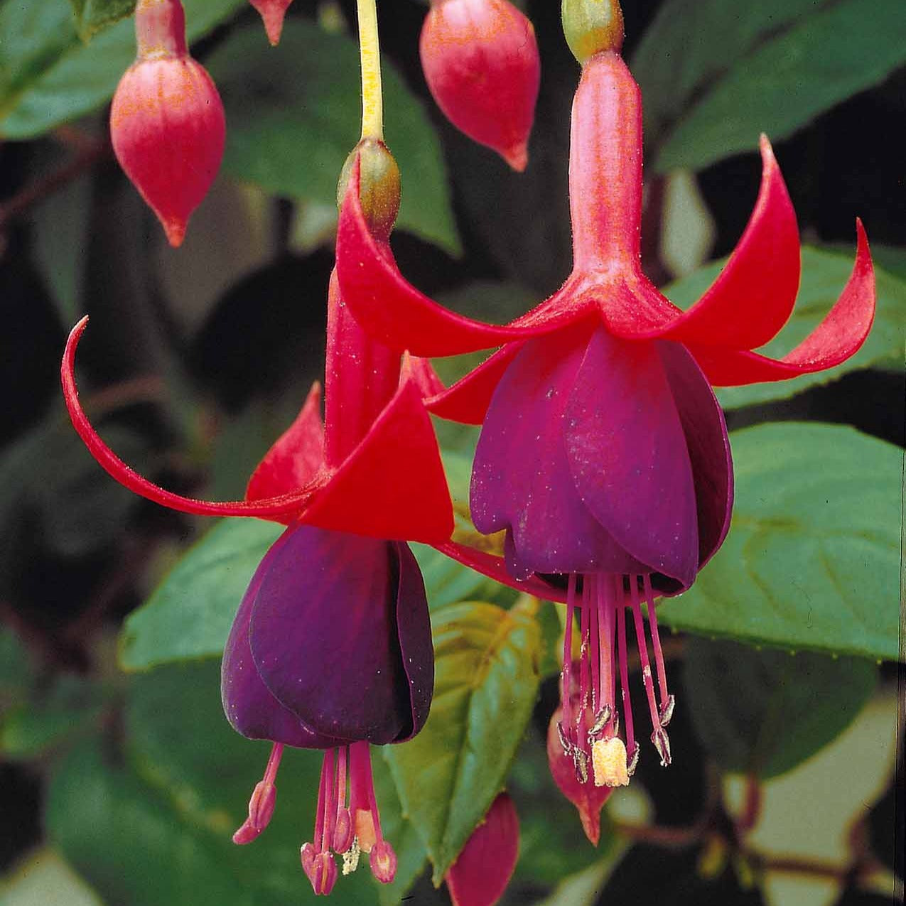 3 Fuchsias résistants au gel Brilliant - Fuchsia brilliant - Plantes vivaces