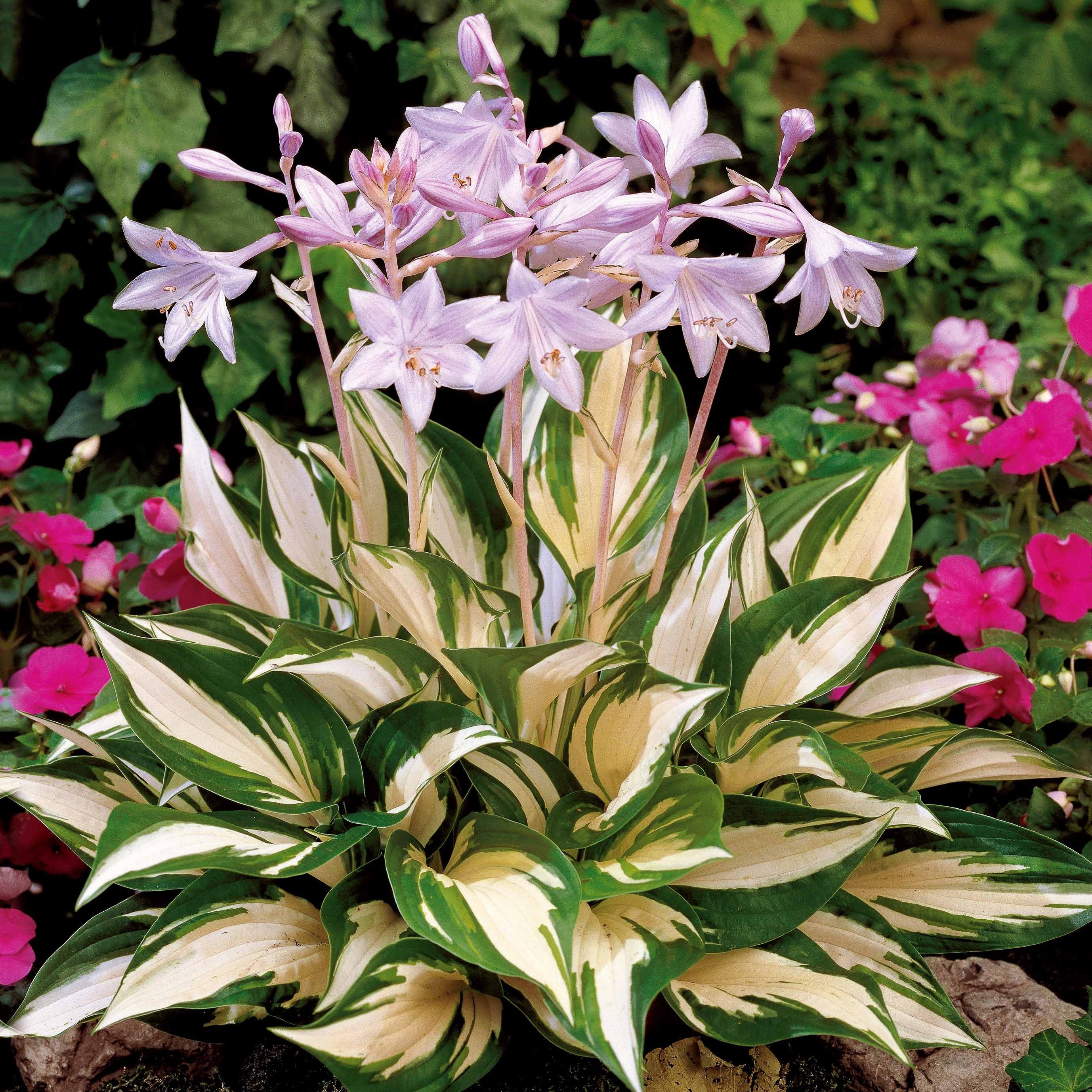 Hosta Feu et glace - Hosta fire and ice - Plantes