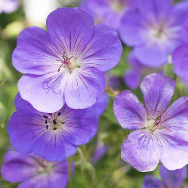 9 Géraniums vivaces en mélange - Geranium oxonianum katharine adèle , himalayense, - Plantes