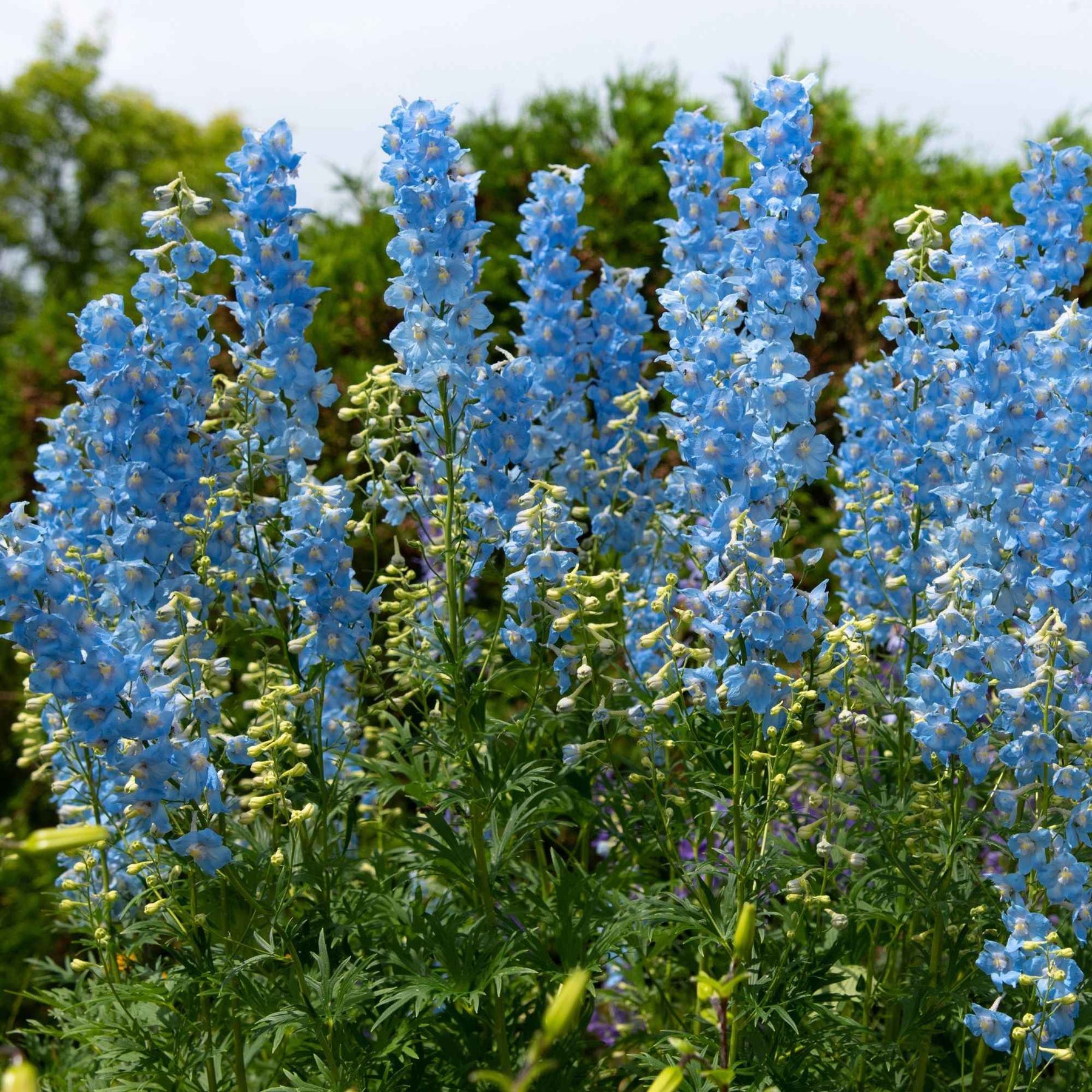 Collection de 8 delphiniums et tritomas