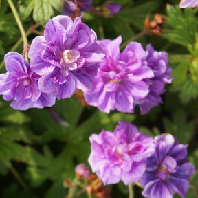 Collection de 6 Géraniums vivaces à fleurs doubles - 2geranium caeruleum, 2 double jewel, 2 birch double - Plantes vivaces