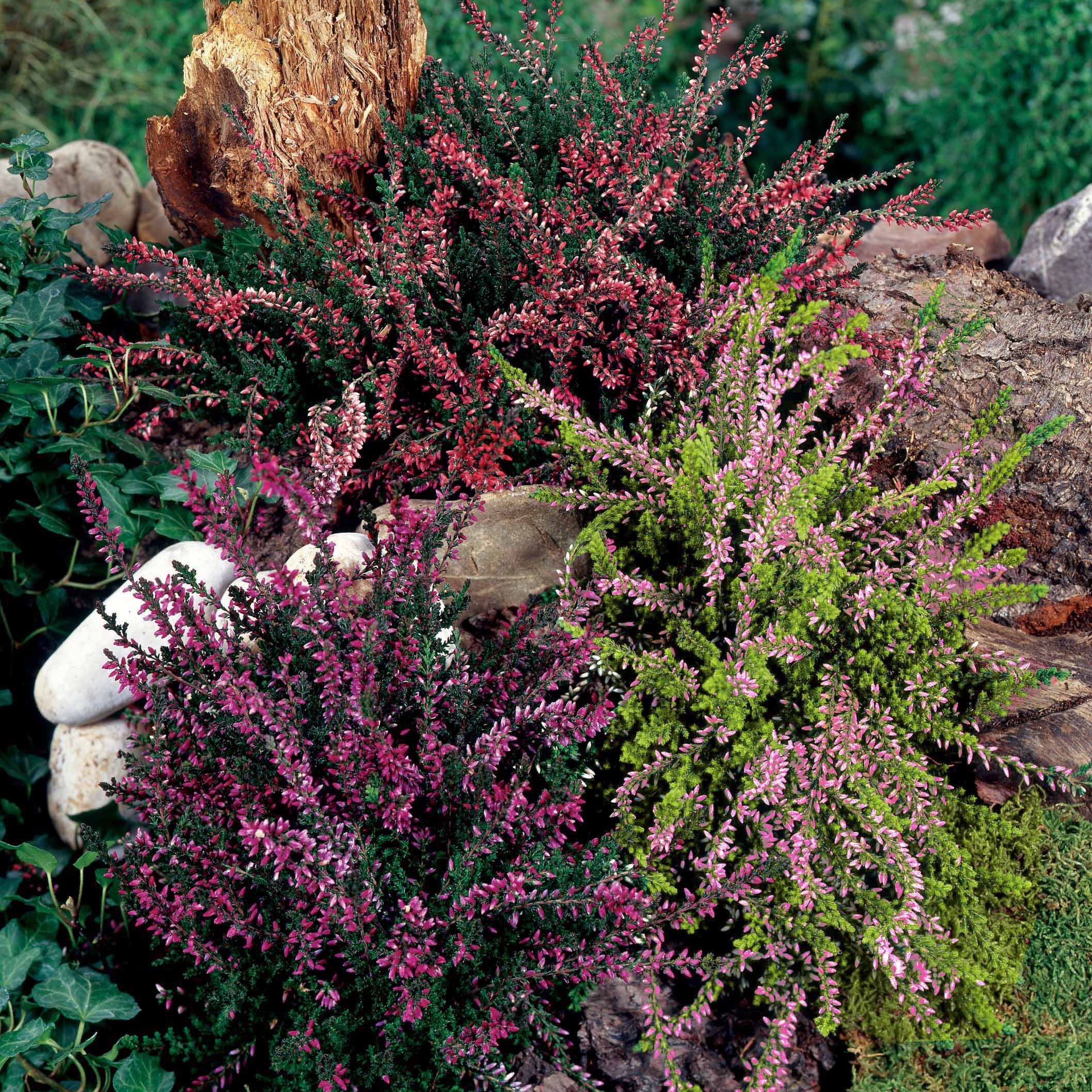 3 Bruyères d'été - Calluna vulgaris - Bruyères