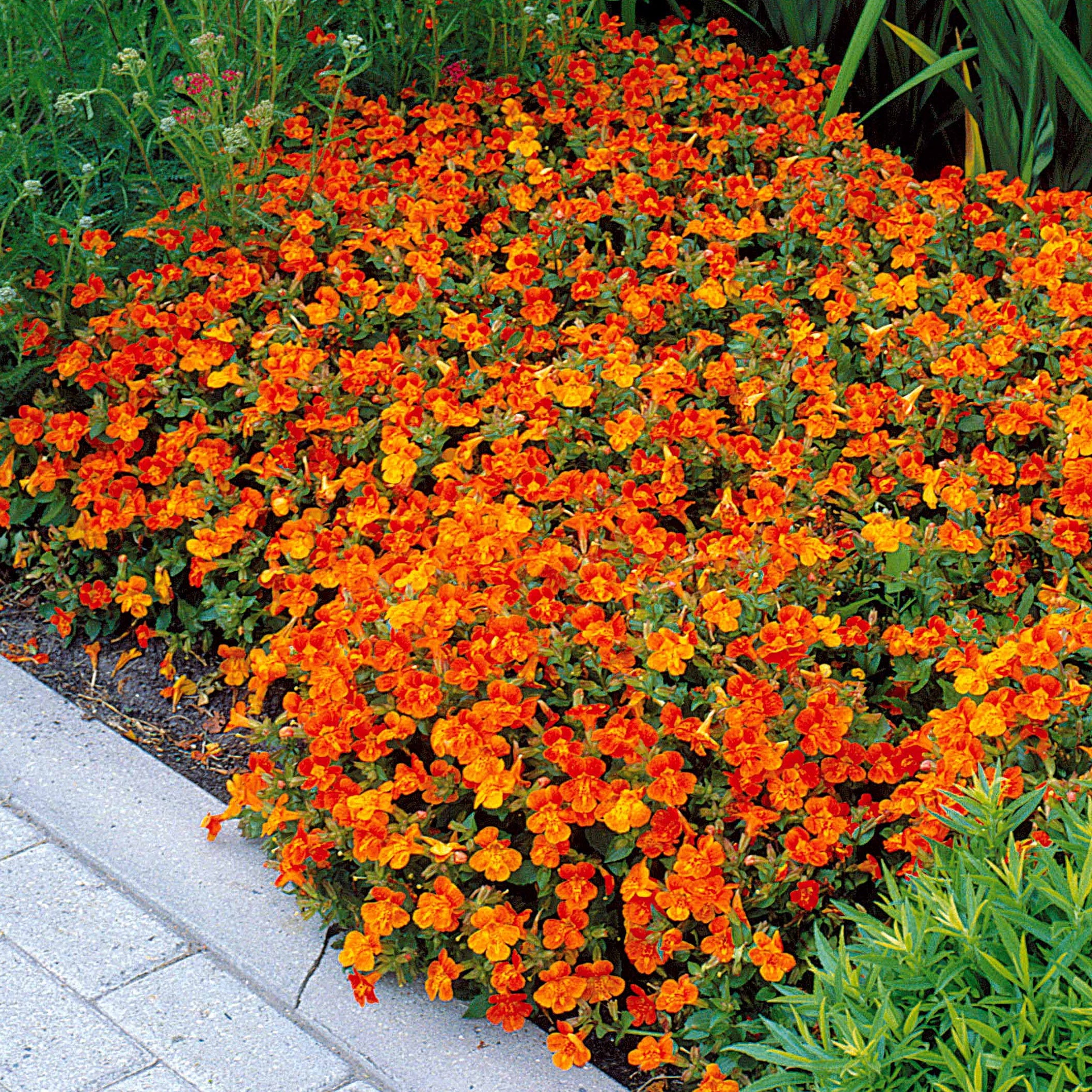 5 Mimulus Orange Glow - Mimulus orange glow - Plantes