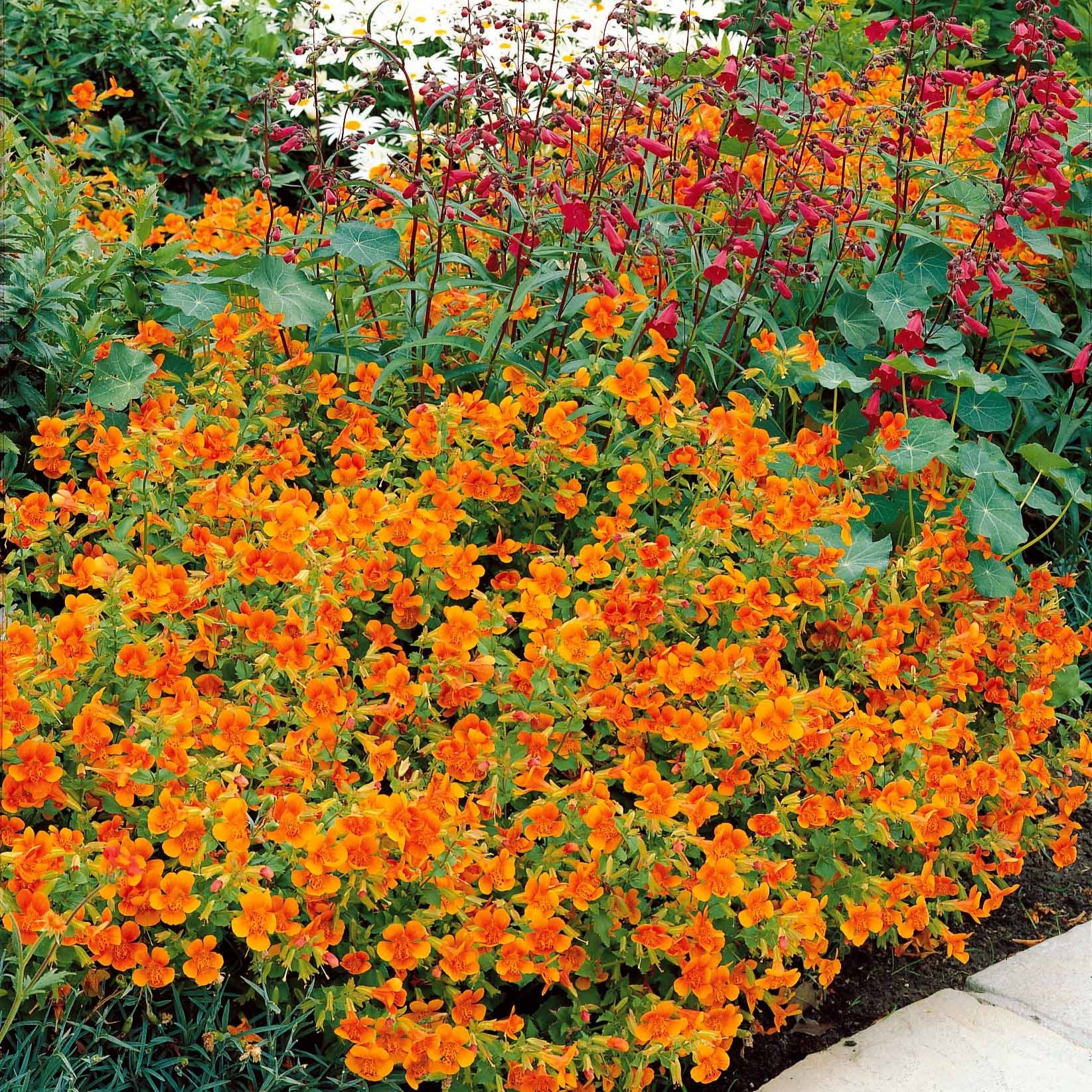 5 Mimulus Orange Glow - Mimulus orange glow - Plantes vivaces