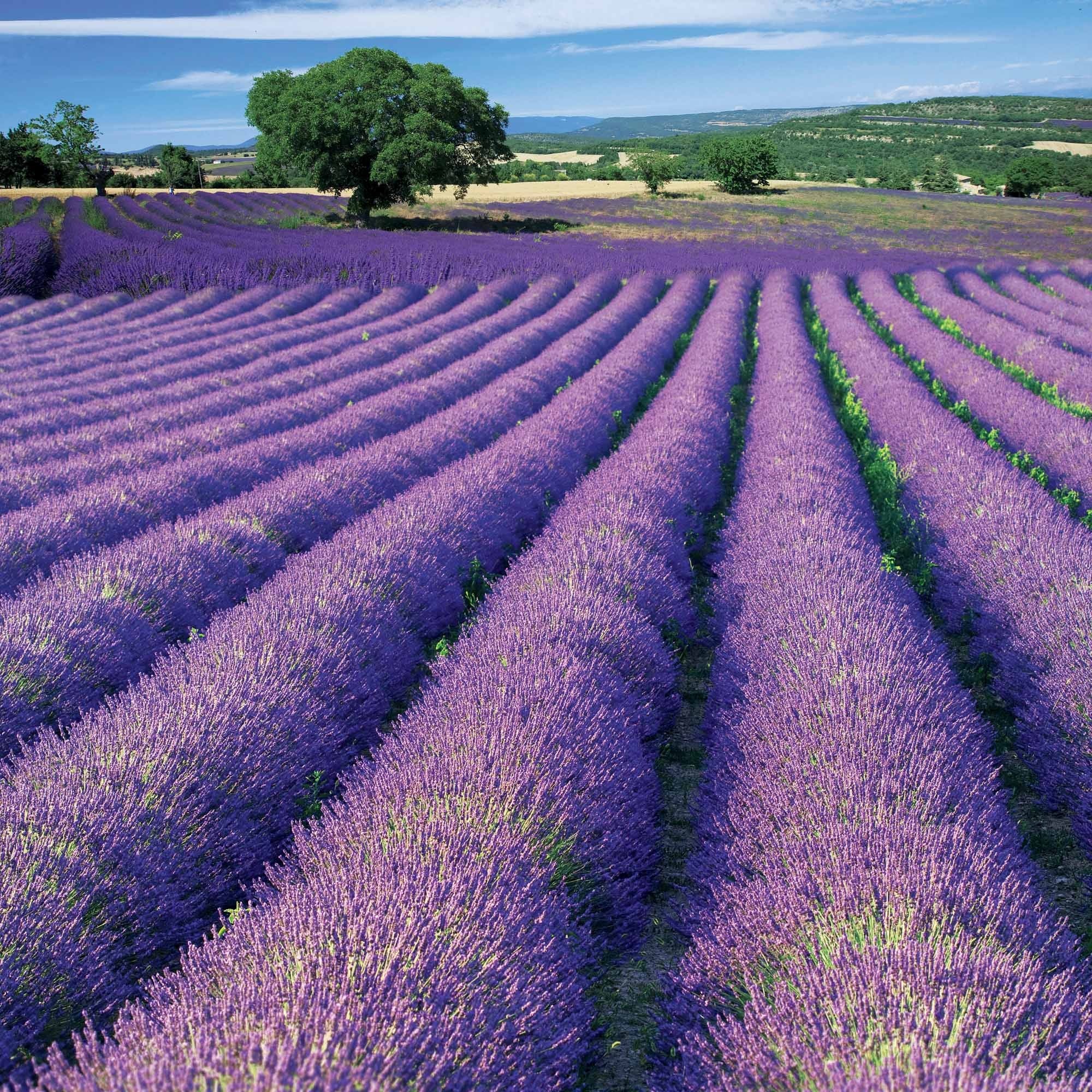 Lavande de Grasse - Lavandula angustifolia Grosso - Plantes