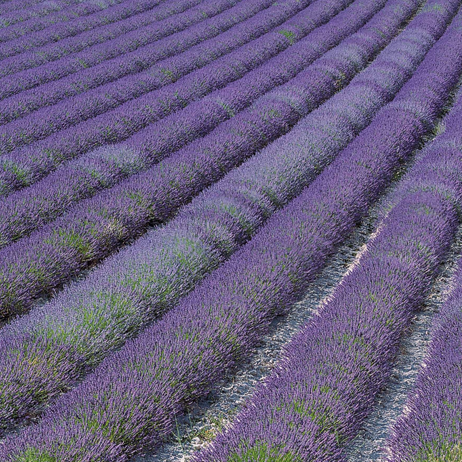 Lavande de Grasse - Lavandula angustifolia Grosso