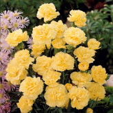 2 Œillets Grenadin Jaune - Dianthus caryophyllus grenadin yellow - Plantes vivaces