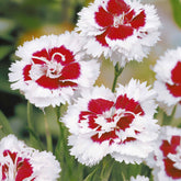 2 Œillets spiculifolius - Dianthus spiculifolius - Plantes vivaces