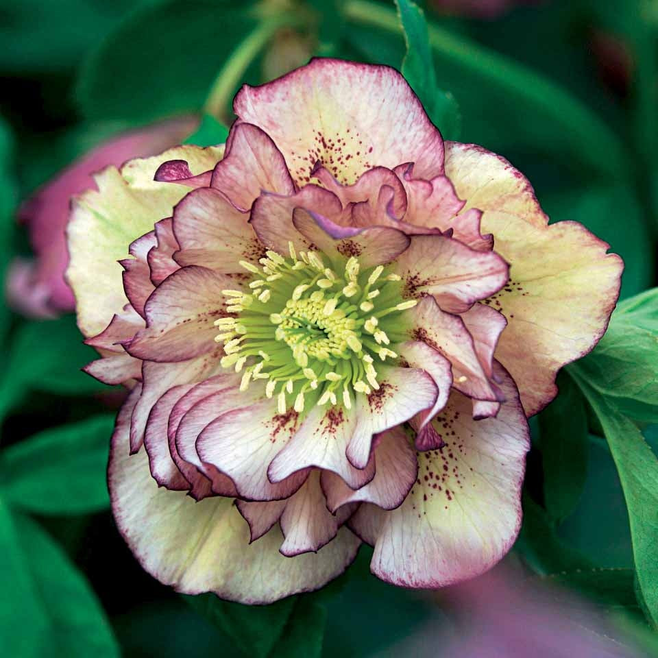 2 Roses de Noël doubles picotée - Helleborus orientalis double ellen picotée - Plantes vivaces