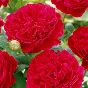 Rosier floribunda Red Leonardo da Vinci ® Meiangele - Rosa floribunda Red Leonardo Da Vinci ® Meiangele - Rosiers