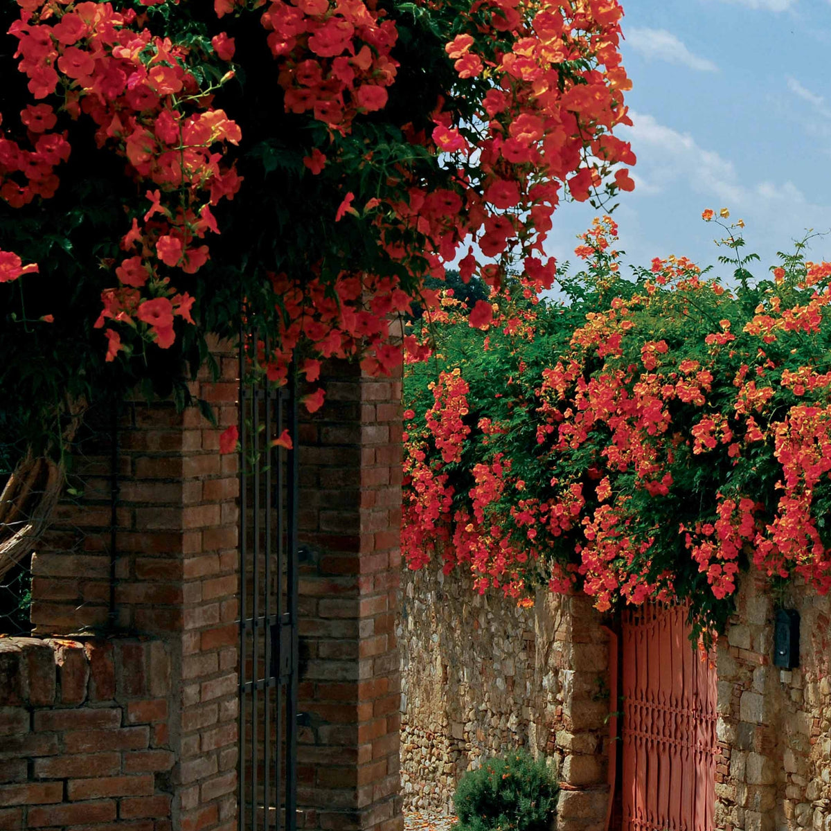 Bignone Madame Galen - Campsis radicans x tagliabuana Madame Galen - Willemse