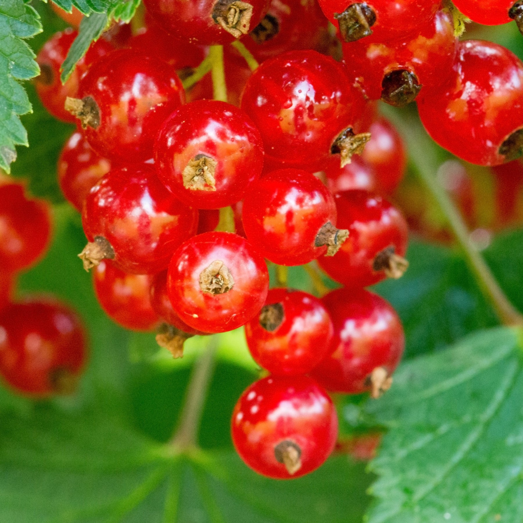 Collection de 9 Fruitiers à fruits rouges - Rubus idaeus 'sumo 2', ribes rubrum 'rovada', frag - Plantes