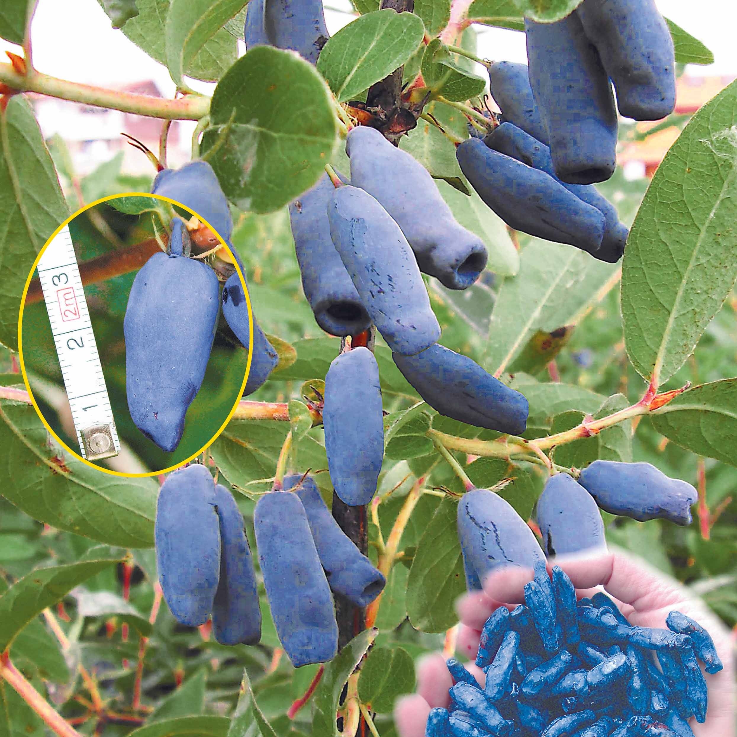 Baie de Mai - Lonicera kamtschatica - Plantes