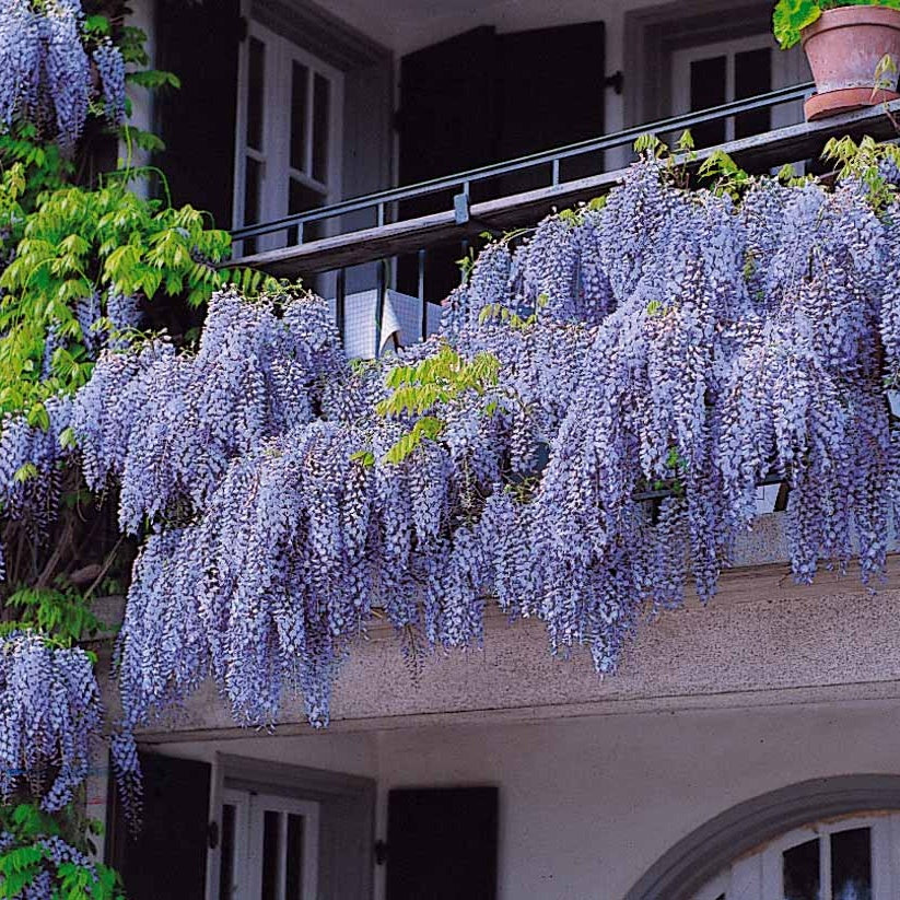 Glycine Toujours en fleurs - Wisteria frutescens amethyst falls - Glycines