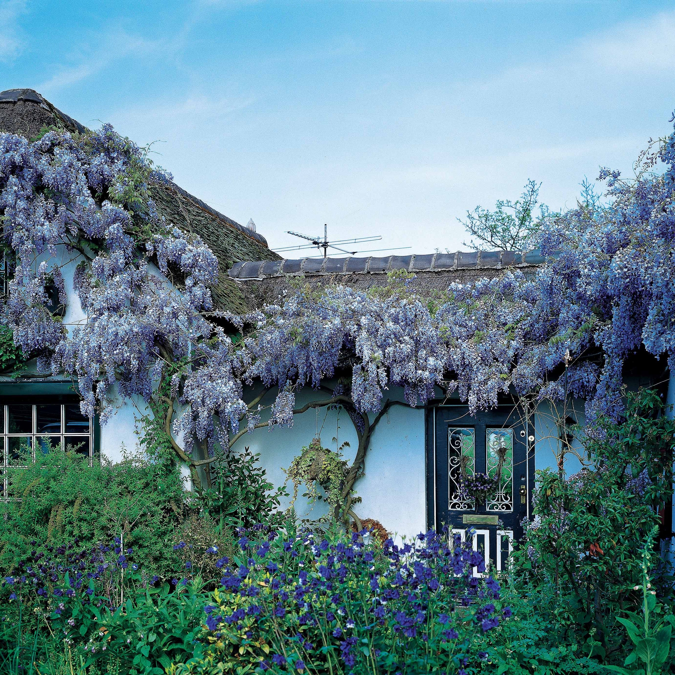 Glycine Toujours en fleurs - Wisteria frutescens amethyst falls