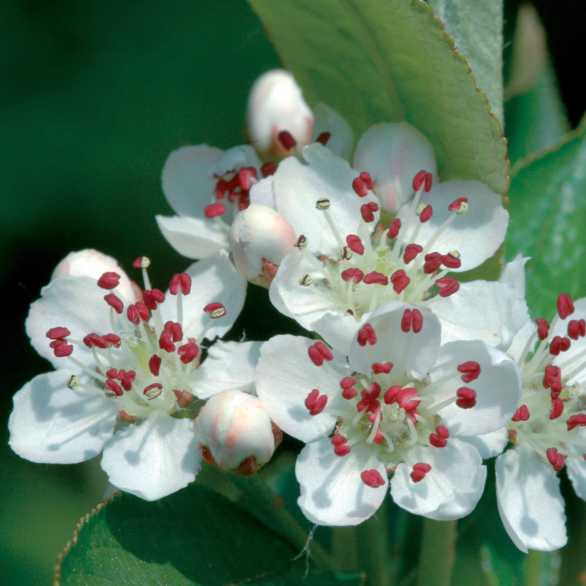 Aronia viking - Aronia melanocarpa viking - Aronia