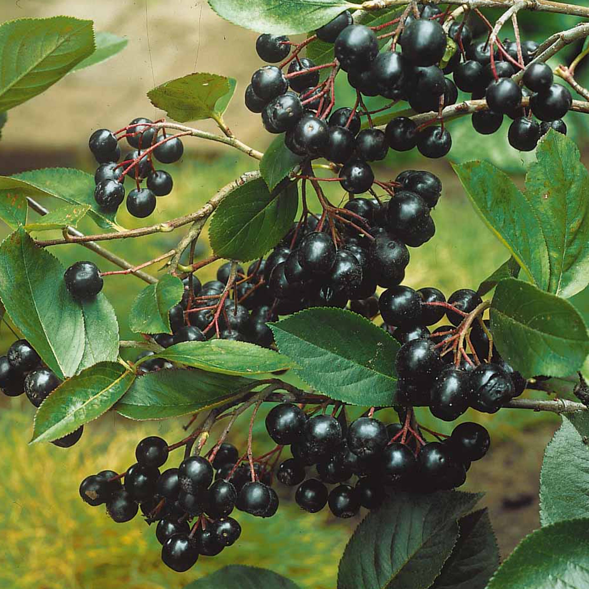 Aronia viking - Aronia melanocarpa viking