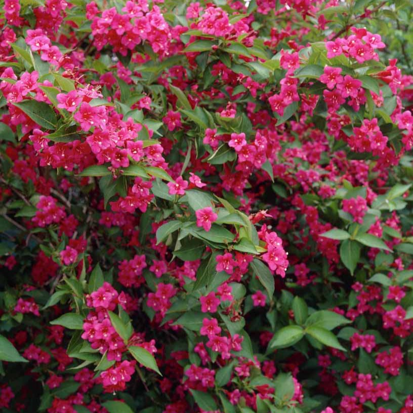 Weigelia Bristol Ruby - Weigela Bristol Ruby - Plantes