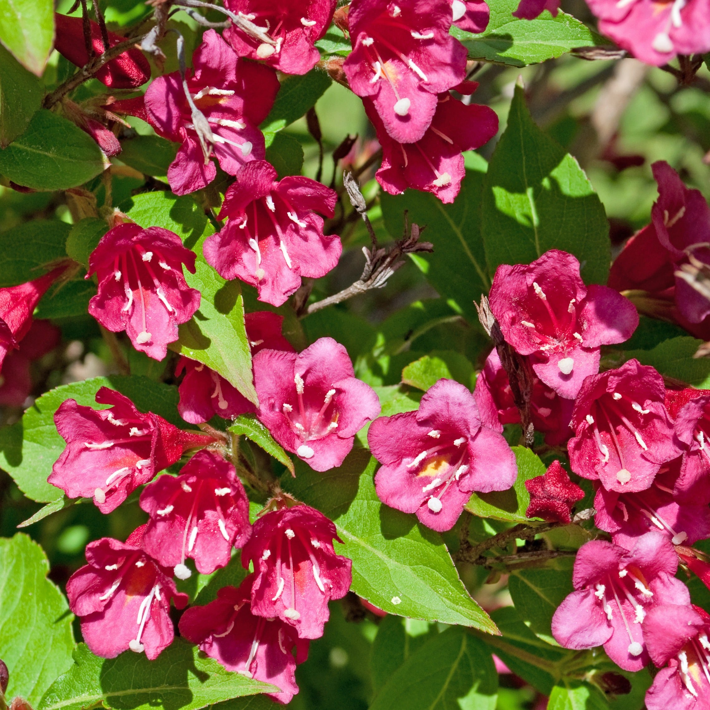 Weigelia Bristol Ruby - Weigela Bristol Ruby - Weigelias