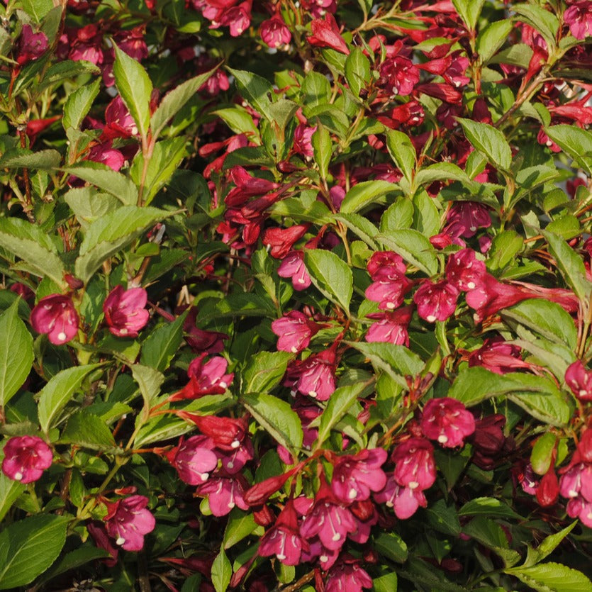 Weigelia Bristol Ruby - Weigela Bristol Ruby - Arbustes