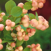 Symphorine Mother of Pearl - Symphoricarpos doorenbosii mother of pearl