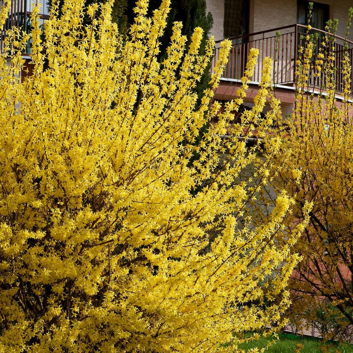 Collection de 2 arbustes : Forsythia et Arbre de Judée