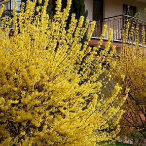 Collection Haie printanière - 4 arbustes - Photinia, Forsythia, Spireae Grefsheim , Chaneomeles - Arbustes