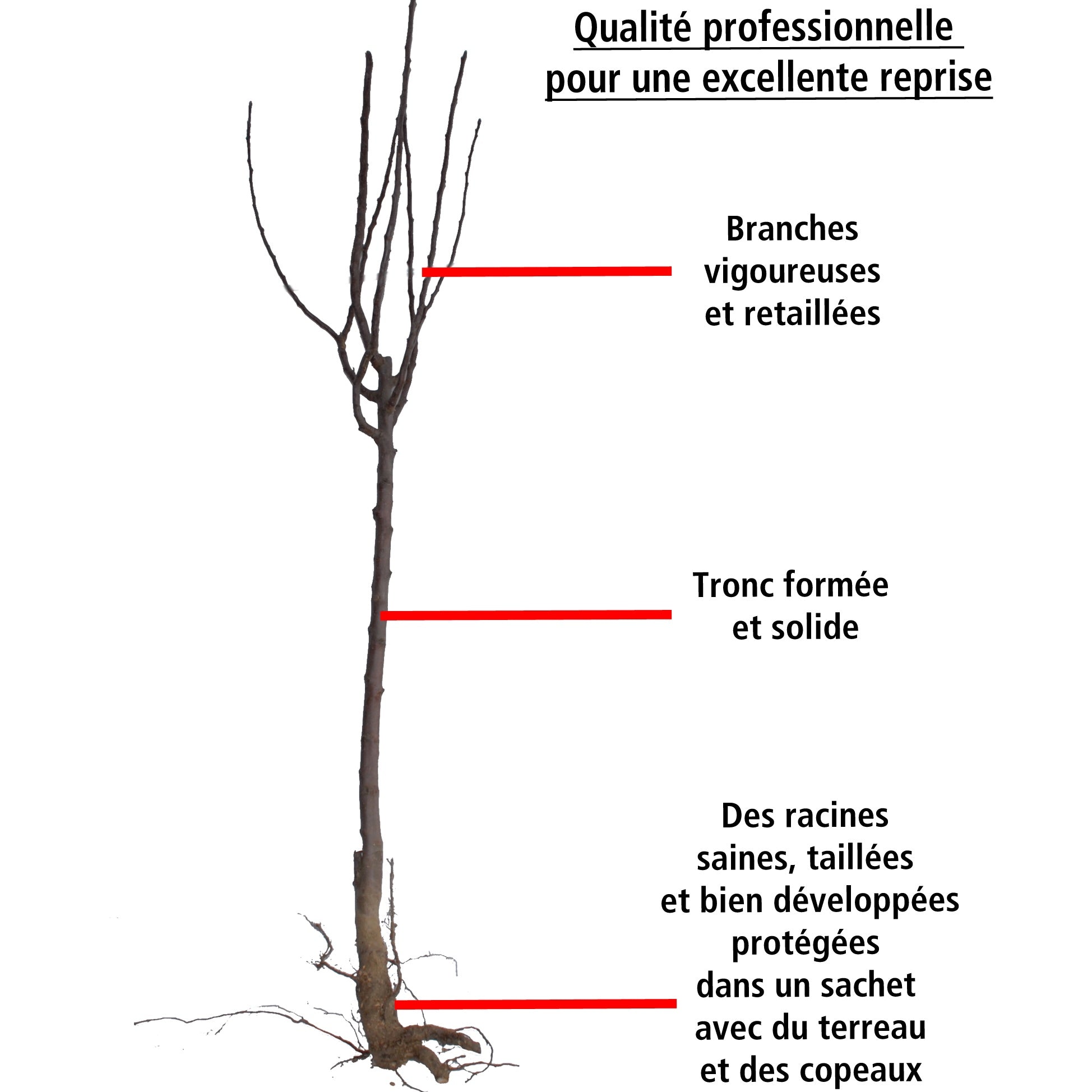 Cerisier Bigarreau Van - Prunus avium Van