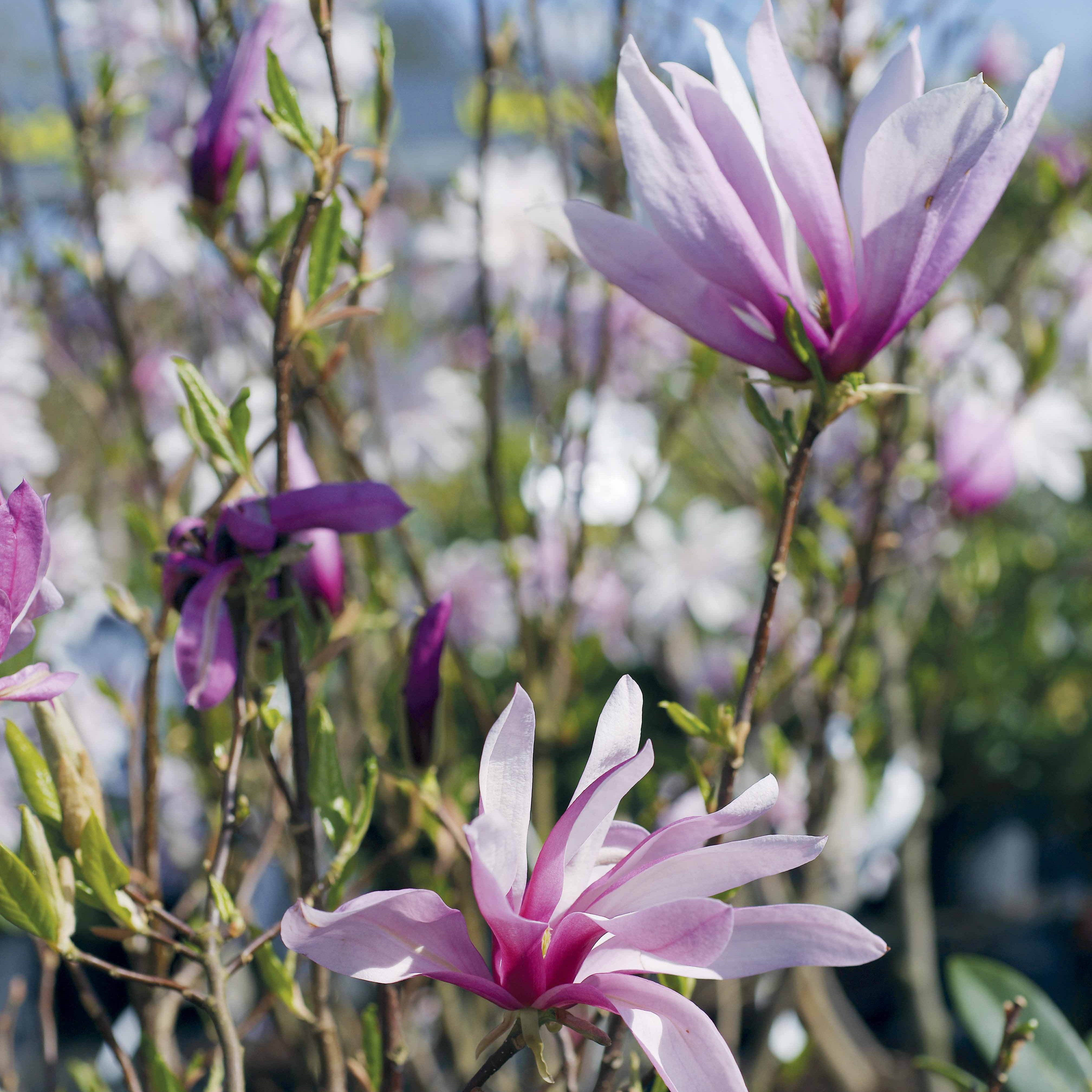 Magnolia Susan - Magnolia susan - Plantes