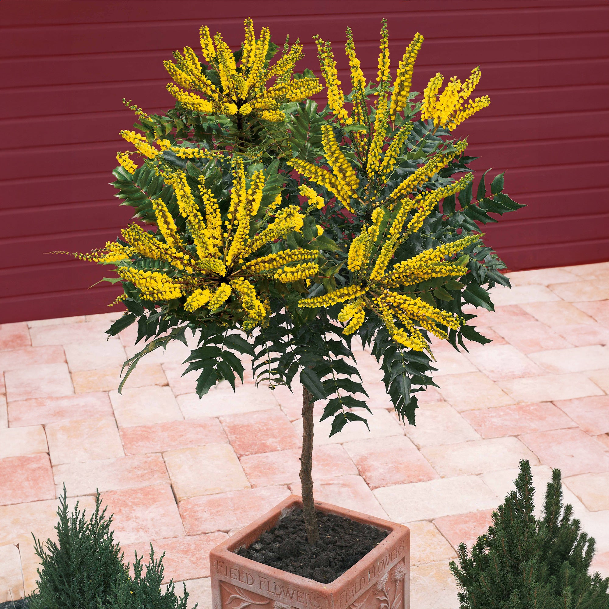 Mahonia Charity sur tige - Mahonia x media charity - Plantes