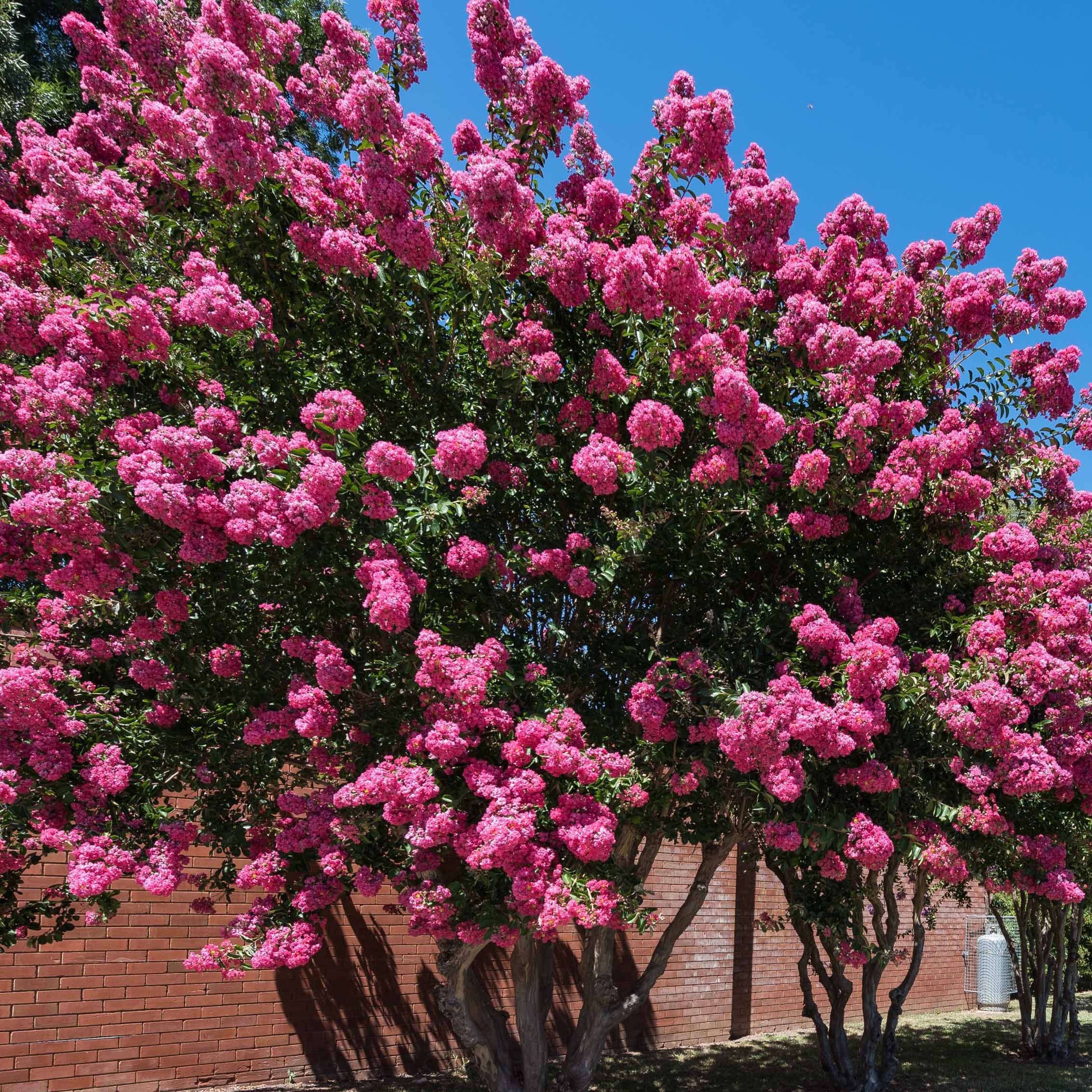 Lilas des Indes rose - Lagerstroemia indica