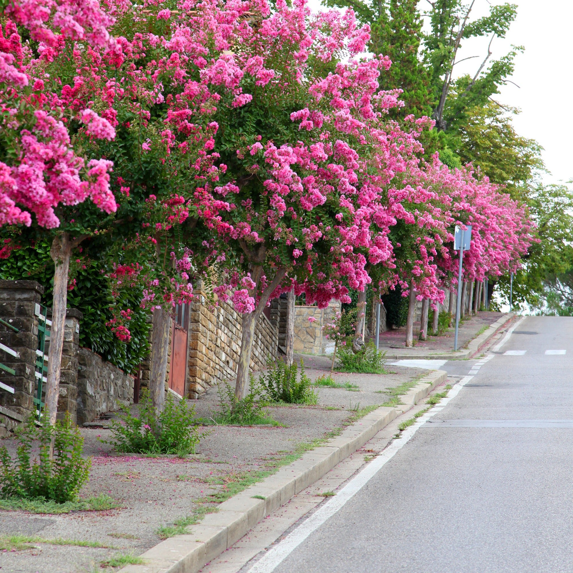 Lilas des Indes rose - Lagerstroemia indica