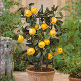 Mini-pommier Golden Delicious - Malus domestica  golden delicious - Plantes